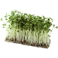 ブロッコリーの新芽