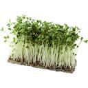 ブロッコリーの新芽