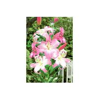 切り花用ピンクカサブランカ
