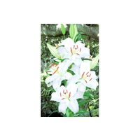 切り花用カサブランカ