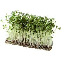ブロッコリーの新芽