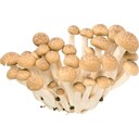 【１２月５週特別配達】ぶなしめじ