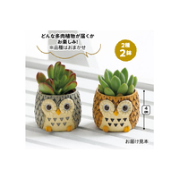しあわせふくろう