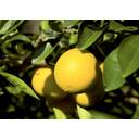 4月のジャム(河内晩柑)