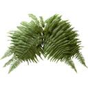 【１２月５週特別配達】うらじろ