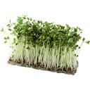 ブロッコリーの新芽