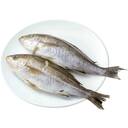 長崎県産いさき(エラ・内臓取り)